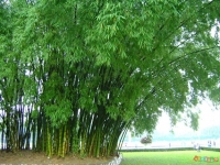 Trần Phú Huệ Quang. Hình tượng cây tre trong tâm thức hai dân tộc Việt - Hán