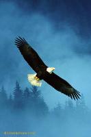 Hình đại diện của thành viên